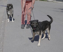 TONI, Hund, Deutscher Schäferhund-Mix in Bulgarien - Bild 20