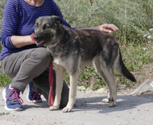 TONI, Hund, Deutscher Schäferhund-Mix in Bulgarien - Bild 27