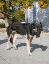 TONI, Hund, Deutscher Schäferhund-Mix in Bulgarien - Bild 6