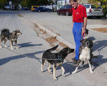 TONI, Hund, Deutscher Schäferhund-Mix in Bulgarien - Bild 9