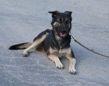 TONI, Hund, Deutscher Schäferhund-Mix in Wehrheim - Bild 1