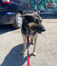 TONI, Hund, Deutscher Schäferhund-Mix in Wehrheim - Bild 10