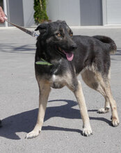 TONI, Hund, Deutscher Schäferhund-Mix in Wehrheim - Bild 17