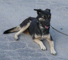 TONI, Hund, Deutscher Schäferhund-Mix in Wehrheim - Bild 2