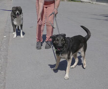 TONI, Hund, Deutscher Schäferhund-Mix in Wehrheim - Bild 20