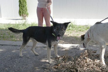 TONI, Hund, Deutscher Schäferhund-Mix in Wehrheim - Bild 21