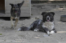 TONI, Hund, Deutscher Schäferhund-Mix in Wehrheim - Bild 22