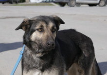 TONI, Hund, Deutscher Schäferhund-Mix in Wehrheim - Bild 24