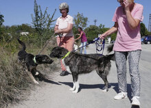 TONI, Hund, Deutscher Schäferhund-Mix in Wehrheim - Bild 26