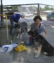 TONI, Hund, Deutscher Schäferhund-Mix in Wehrheim - Bild 28