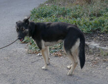 TONI, Hund, Deutscher Schäferhund-Mix in Wehrheim - Bild 3