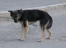 TONI, Hund, Deutscher Schäferhund-Mix in Wehrheim - Bild 4