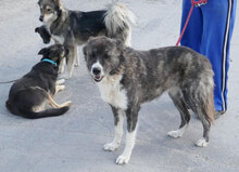 TONI, Hund, Deutscher Schäferhund-Mix in Wehrheim - Bild 5