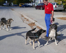 TONI, Hund, Deutscher Schäferhund-Mix in Wehrheim - Bild 9