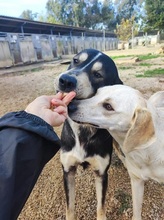 GRAZIA, Hund, Mischlingshund in Italien - Bild 12