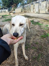 GRAZIA, Hund, Mischlingshund in Italien - Bild 13