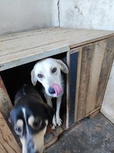 GRAZIA, Hund, Mischlingshund in Italien - Bild 18