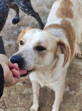 COSY, Hund, Mischlingshund in Italien - Bild 10