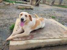 COSY, Hund, Mischlingshund in Italien - Bild 3