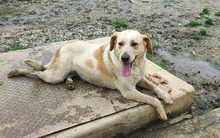 COSY, Hund, Mischlingshund in Italien - Bild 4
