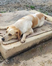 COSY, Hund, Mischlingshund in Italien - Bild 5