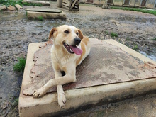 COSY, Hund, Mischlingshund in Italien - Bild 7