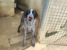 NOIA, Hund, Mischlingshund in Italien - Bild 3