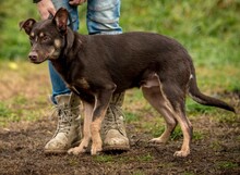 DUNKIN, Hund, Deutscher Schäferhund-Terrier-Mix in Ungarn - Bild 1