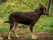 DUNKIN, Hund, Deutscher Schäferhund-Terrier-Mix in Ungarn - Bild 10