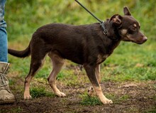 DUNKIN, Hund, Deutscher Schäferhund-Terrier-Mix in Ungarn - Bild 12