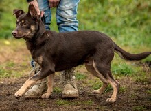 DUNKIN, Hund, Deutscher Schäferhund-Terrier-Mix in Ungarn - Bild 2