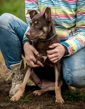 DUNKIN, Hund, Deutscher Schäferhund-Terrier-Mix in Ungarn - Bild 4