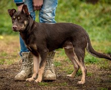 DUNKIN, Hund, Deutscher Schäferhund-Terrier-Mix in Ungarn - Bild 6