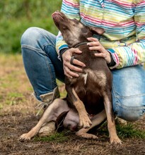 DUNKIN, Hund, Deutscher Schäferhund-Terrier-Mix in Ungarn - Bild 7