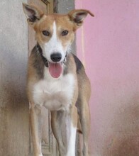 RYU, Hund, Mischlingshund in Spanien - Bild 1