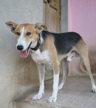 RYU, Hund, Mischlingshund in Spanien - Bild 2