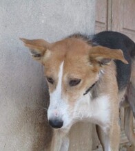RYU, Hund, Mischlingshund in Spanien - Bild 3