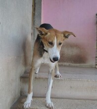 RYU, Hund, Mischlingshund in Spanien - Bild 4