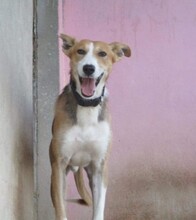 RYU, Hund, Mischlingshund in Spanien - Bild 5
