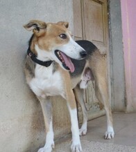 RYU, Hund, Mischlingshund in Spanien - Bild 6