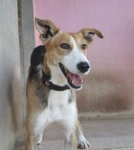 RYU, Hund, Mischlingshund in Spanien - Bild 7