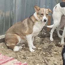 GRACE, Hund, Mischlingshund in Rumänien - Bild 2