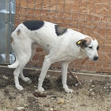 RONA, Hund, Mischlingshund in Rumänien - Bild 2