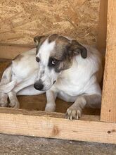 RONA, Hund, Mischlingshund in Rumänien - Bild 4