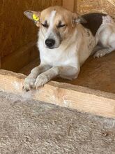 FANNY, Hund, Mischlingshund in Rumänien - Bild 1