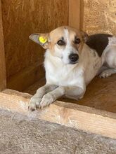 FANNY, Hund, Mischlingshund in Rumänien - Bild 2