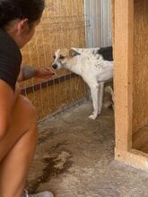 FANNY, Hund, Mischlingshund in Rumänien - Bild 5