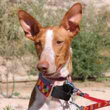 GERANIO, Hund, Podenco in Spanien - Bild 1