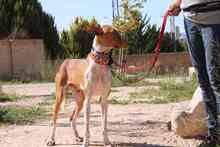 GERANIO, Hund, Podenco in Spanien - Bild 14