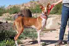 GERANIO, Hund, Podenco in Spanien - Bild 16